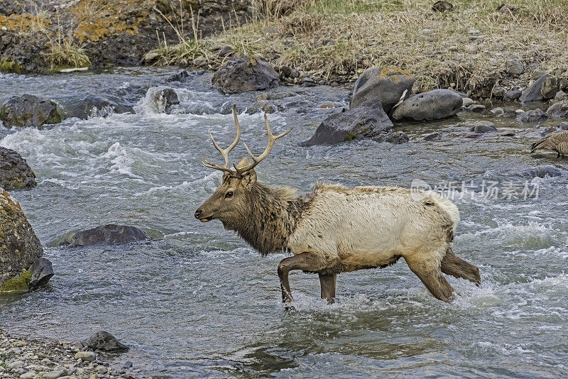 雄性落基山麋鹿(Cervus elaphus)是在落基山脉和黄石国家公园发现的麋鹿亚种。穿过一条河。